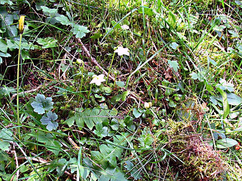 Moneses uniflora (L.) A. Gray / Piroletta soldanina
